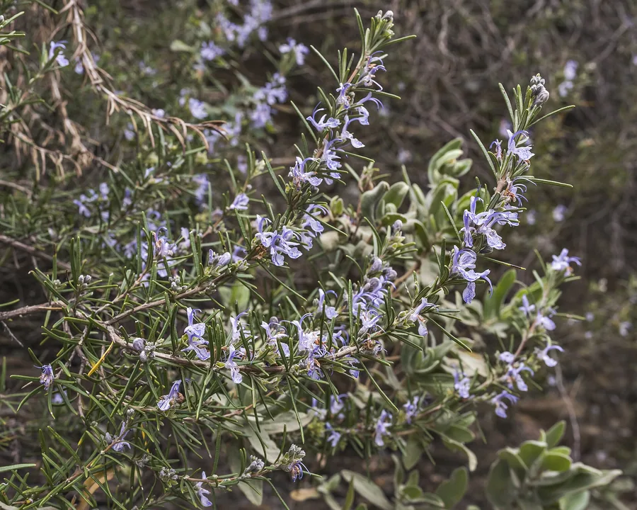 Biberiye (Salvia rosmarinus)
