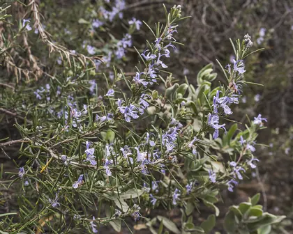 Rosmarinus officinalis in Vieussan.jpg