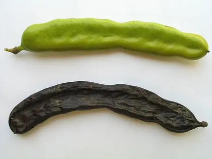 carob_pods_closeup