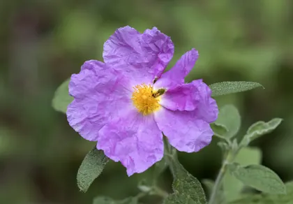 cistus_ladin