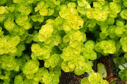 Origanum onites 'Aurea' kz01.jpg