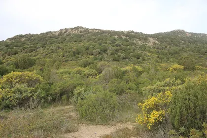 Macchia TK 2022-04-15 1.jpg