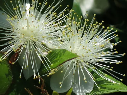 Myrtenblüte (Myrtus communis).JPG
