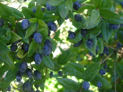myrtle_berries