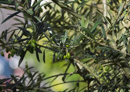 Olive tree (Olea europaea) branch with immature olives, Praça João do Rio, Lisbon, Portugal julesvernex2.jpg
